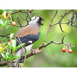 canon-powershot-sx60-hs-digitalni-fotoap-cb-4549292017380_12.jpg