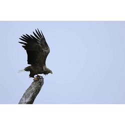 canon-rf-100-400mm-f-56-8-is-usm-telefot-5050c005aa_7.jpg