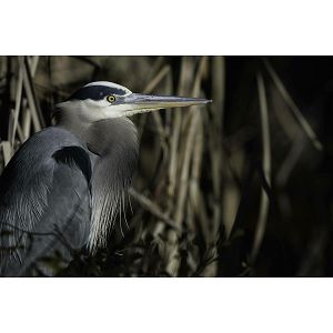 canon-rf-800mm-f56l-is-usm-47631-4549292184464_112734.jpg