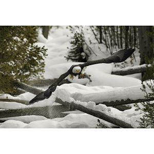 canon-rf-800mm-f56l-is-usm-58589-4549292184464_112732.jpg