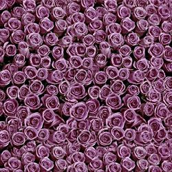 Click Props Background Vinyl with Print Roses Purple 1,52x1,52m studijska foto pozadina s grafikom