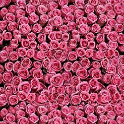 Click Props Background Vinyl with Print Rose Pink 1,52x1,52m studijska foto pozadina s grafikom