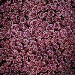 Click Props Background Vinyl with Print Roses Distressed Purple 1,52x1,52m studijska foto pozadina s grafikom