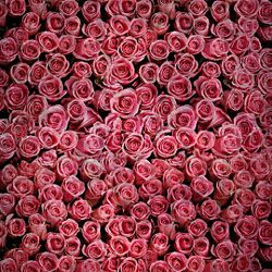 Click Props Background Vinyl with Print Roses Distressed Pink 1,52x1,52m studijska foto pozadina s grafikom