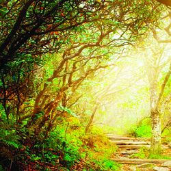 Click Props Background Vinyl with Print Forest Steps 1,52x1,52m studijska foto pozadina s grafikom
