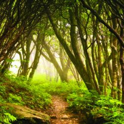 Click Props Background Vinyl with Print Forest Path 1,52x1,52m studijska foto pozadina s grafikom