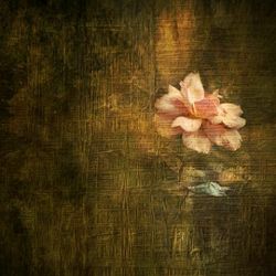 Click Props Background Vinyl with Print Tapestry Flower 1,52x1,52m studijska foto pozadina s grafikom