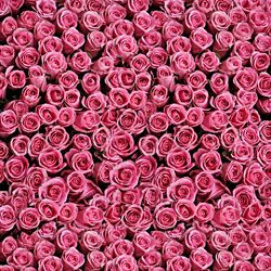 Click Props Background Vinyl with Print Rose Pink 1.52x2.44m studijska foto pozadina s grafikom