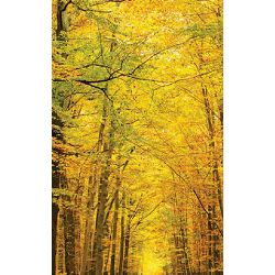 Click Props Background Vinyl with Print Golden Forest 1.52x2.44m studijska foto pozadina s grafikom