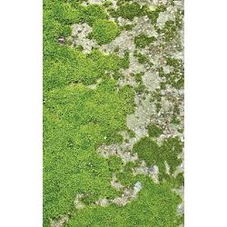Click Props Background Vinyl with Print moss Floor 1.52x2.44m studijska foto pozadina s grafikom