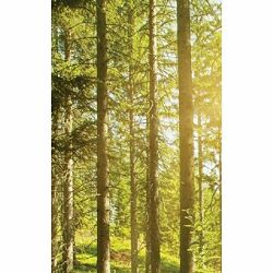 Click Props Background Vinyl with Print Sunshine Forest 2.13x2.9m studijska foto pozadina s grafikom