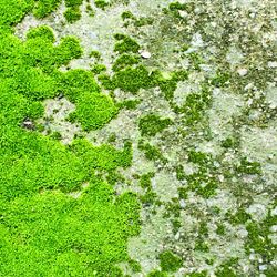 Click Props Background Vinyl with Print moss Floor 2.13x2.9m studijska foto pozadina s grafikom