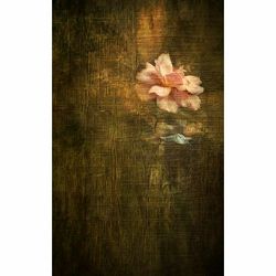 Click Props Vinyl with Print Tapestry Flower 1.52x3m studijska foto pozadina s grafikom