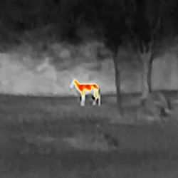 flir-scout-tk-thermal-imaging-camera-ter-812462021079_8.jpg