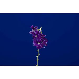 godox-ml-150ii-macro-ring-flash-bljeskalica-23566-6952344226544_112267.jpg