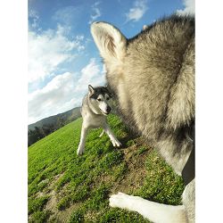 gopro-hero-session-fullhd-chdhs-102-eu-v-chdhs-102-achom_48.jpg