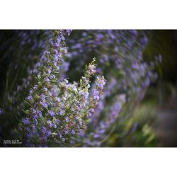 lensbaby-twist-60-60mm-f-25-portretni-ob-0850366006457_2.jpg