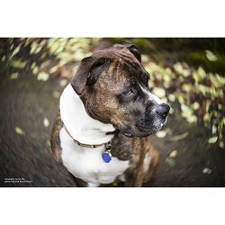 lensbaby-twist-60-60mm-f-25-portretni-ob-0850366006457_5.jpg