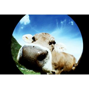 lomography-fisheye2-shiawase-fcp200gw-fcp200gw_3.jpg