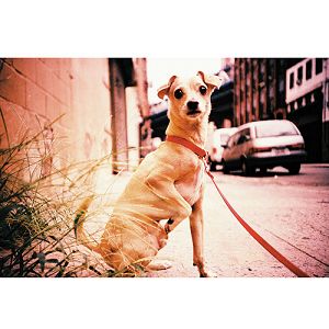 lomography-lomo-lc-a-lp420int-lp420int_5.jpg