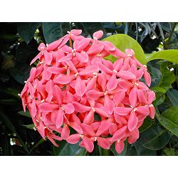nikon-coolpix-w100-pink-vqa012e1-all-wea-18208952212_6.jpg