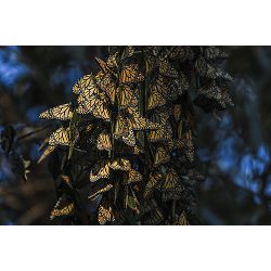 nikon-d500-body-4k-uhd-209mp-dx-dslr-cam-vba480ae_15.jpg