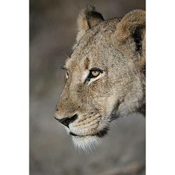 nikon-z-100-400mm-f-45-56-vr-s-telefoto--4960759906557_10.jpg