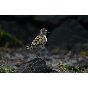 nikon-z-400mm-f45-vr-s-telefoto-objektiv-jma503da-31539-4960759909459_105637.jpg