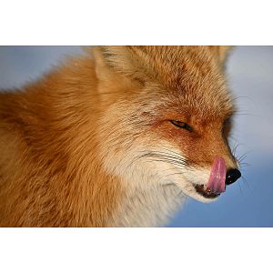 nikon-z-400mm-f45-vr-s-telefoto-objektiv-jma503da-61281-4960759909459_105634.jpg
