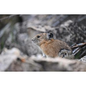 nikon-z-600mm-f63-vr-s-jma505da-96141-jma505da_109560.jpg