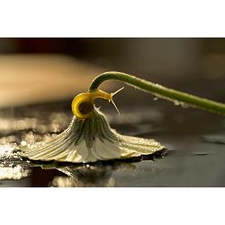nikon-z-mc-105mm-f-28-vr-s-macro-objekti-4960759904850_10.jpg