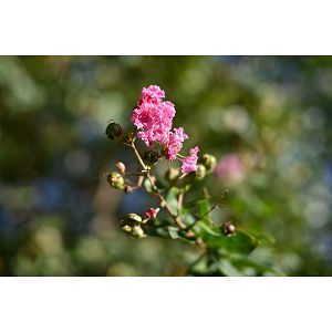 nikon-z-objektiv-40mm-f2-se-18573-4960759911292_107842.jpg