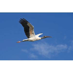 nikon-z6-iii-z-24-70mm-f4-s-88637-4960759916259.jpg