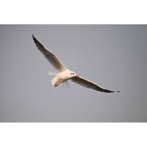 nikon-z6-iii-z-24-70mm-f4-s-94322-4960759916259.jpg