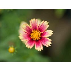 panasonic-25-50mm-f-17-asph-leica-dg-var-5025232921027_15.jpg