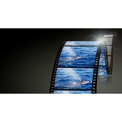 panasonic-lumix-s-70-200mm-f-4-ois-pro-t-5025232891887_9.jpg