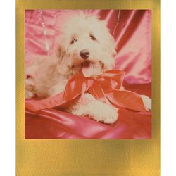 polaroid-originals-color-film-for-600-go-9120066088918_3.jpg