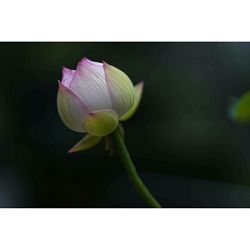 sigma-af-85mm-f-14-dg-dn-art-portretni-t-0085126322694_7.jpg