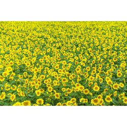 sigma-af-85mm-f-14-dg-dn-art-portretni-t-0085126322694_8.jpg