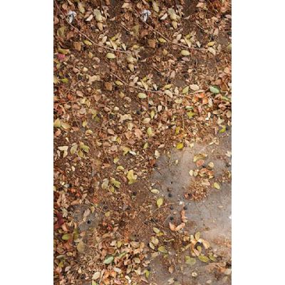 Click Props Background Vinyl with Print Autumn Leaves 1.52x2.44m studijska foto pozadina s grafikom