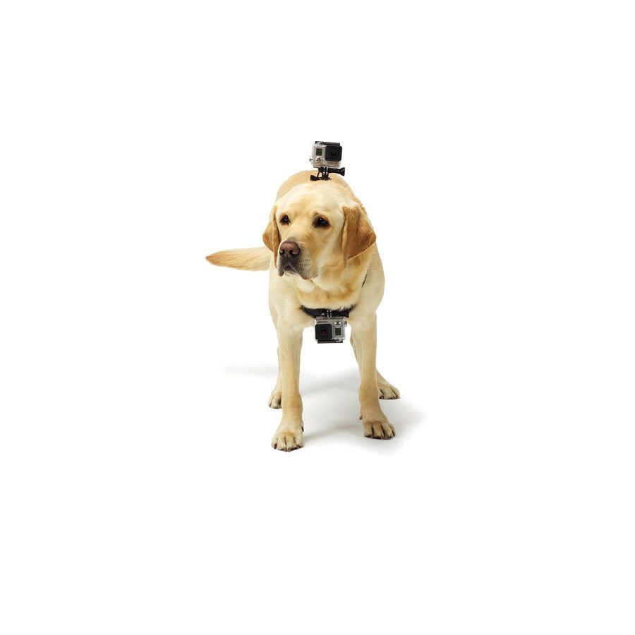 GoPro Fetch (Dog Harness) ADOGM-001 Dog Mount Name TBD držač kamere s remenima za psa