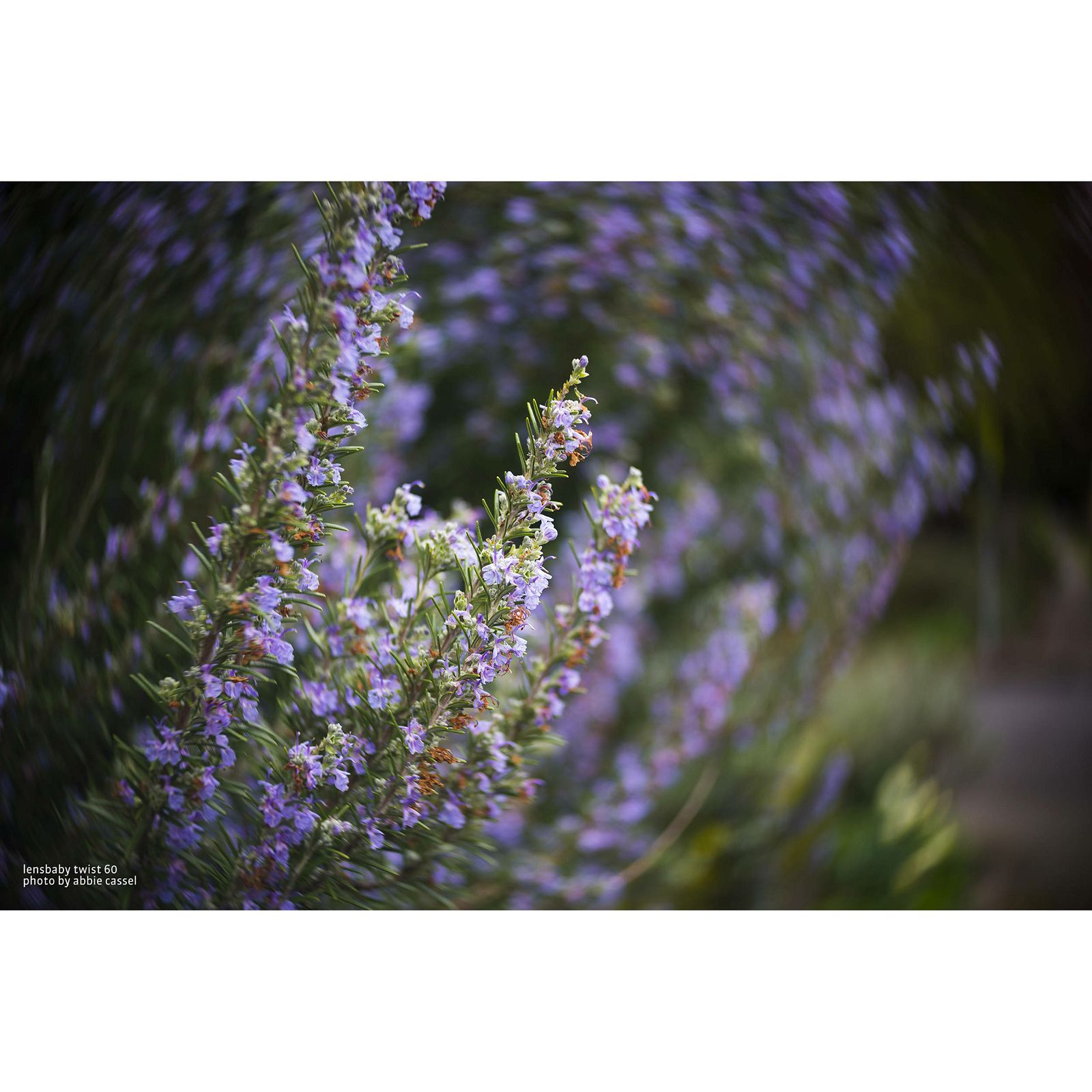 Lensbaby Twist 60 60mm f/2.5 portretni objektiv za Sony E-mount (LBT60X)