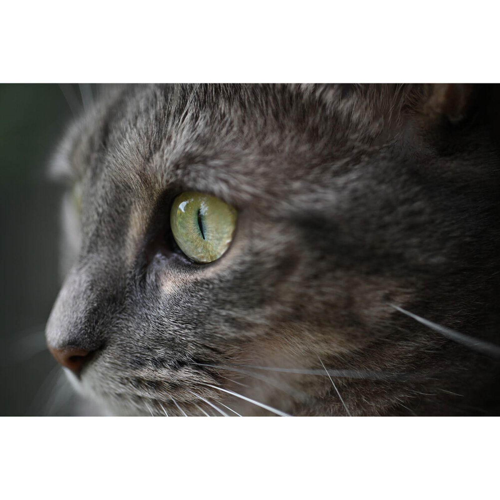 Nikon Z 35mm f/1.7 MC DX Macro (JMA604DA)