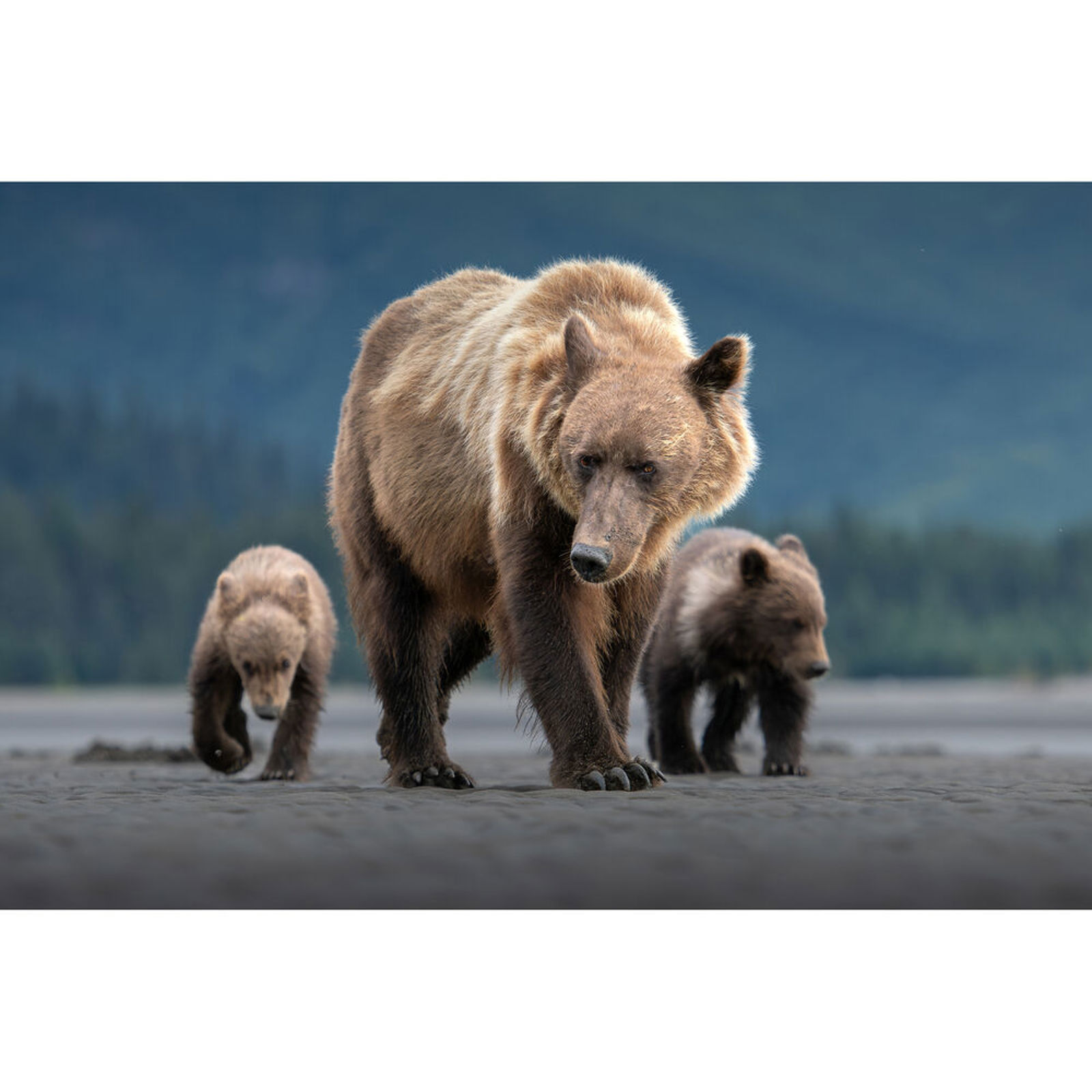 OM System M.Zuiko Digital ED 50-200mm f/2.8 IS PRO